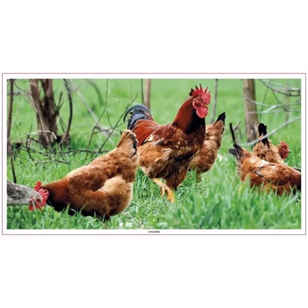 Large Everyday Farm Memo... from ASI 40480 Koozie Group