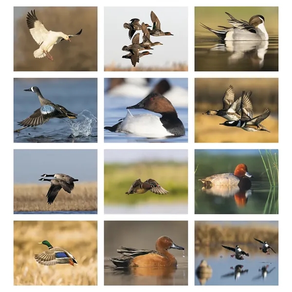 11 x 19 2024 Waterfowl 13-month wall stapled calendar on 60#... from ASI 40480 Koozie Group / Norwood Triumph Calendar