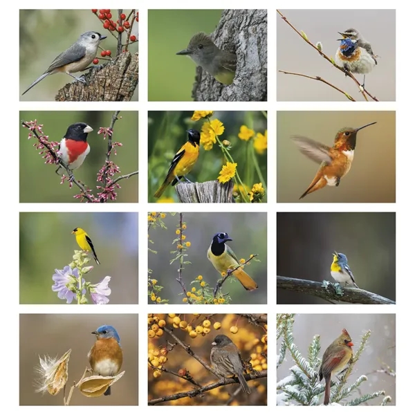 Birds of North America - Stapled... from ASI 40480 Koozie Group / Norwood Triumph Calendar
