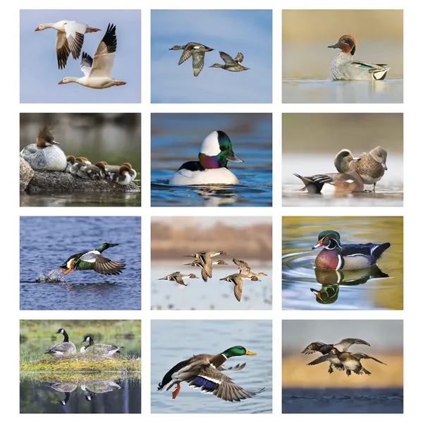 11 x 19 2024 Waterfowl 13-month wall stapled calendar on 60#... from ASI 40480 Koozie Group / Norwood Triumph Calendar