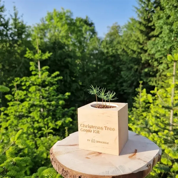 Sprigbox Christmas Tree Grow Kit... from ASI 67866 Logomark/Valumark