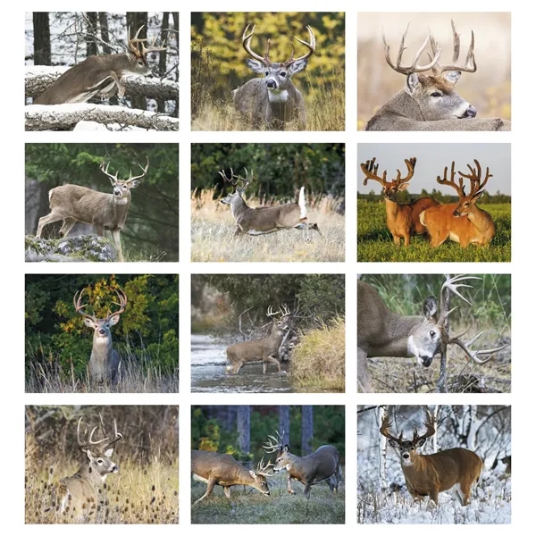 Trophy Whitetail Deer Appointment Calendar - Stapled... from ASI 40480 Koozie Group / HotLine®