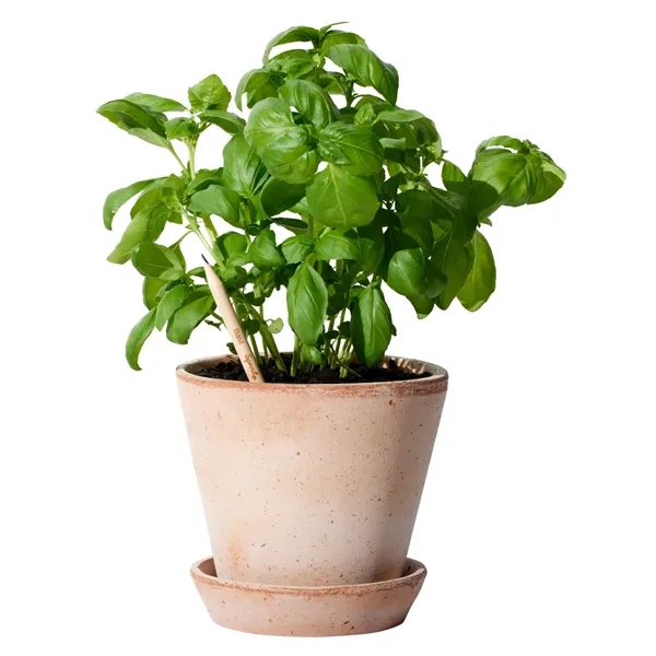 SproutWorld™ FSC® Pencil... from ASI 40480 Koozie Group