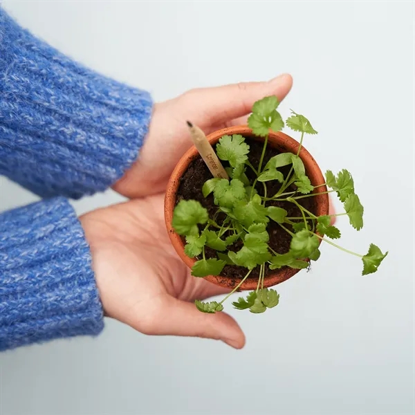 SproutWorld™ FSC® Pencil... from ASI 40480 Koozie Group