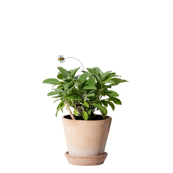 SproutWorld™ FSC® Pencil... from ASI 40480 Koozie Group