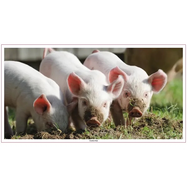 Large Everyday Farm Memo... from ASI 40480 Koozie Group