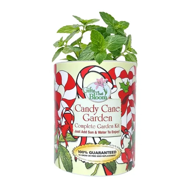 Candy Cane Garden in Eco Friendly Grocan... from ASI 58295 Groline