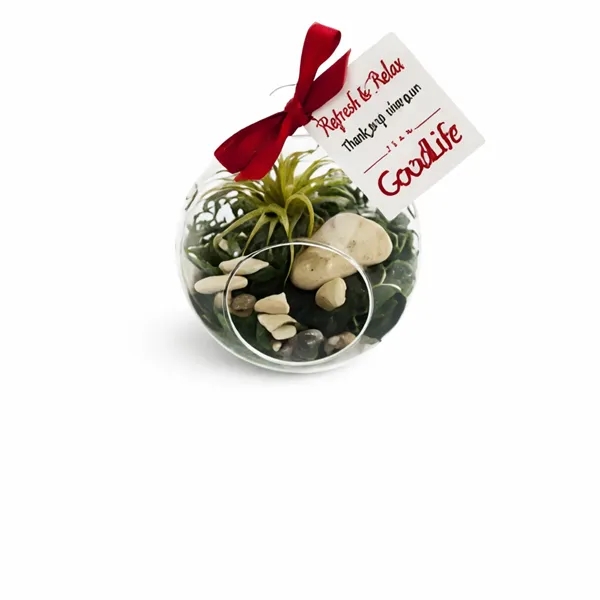 Air Plant Terrarium with Rocks/Moss... from ASI 58295 Groline
