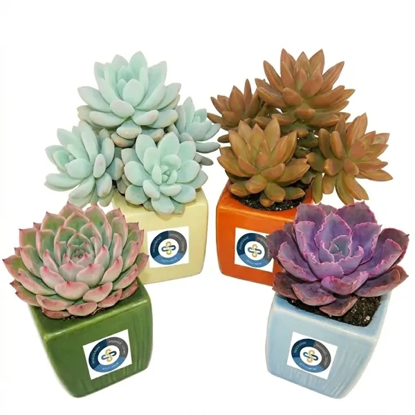 Assorted Succulents in 3" Ceramic Pot... from ASI 58295 Groline