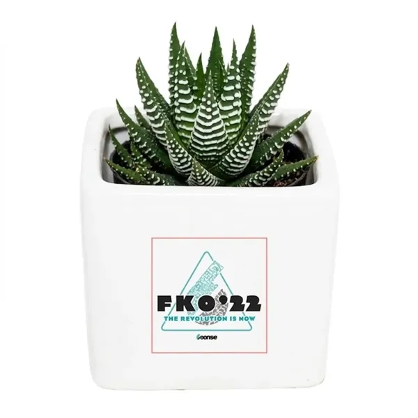Assorted Succulents in White Square Ceramic Pot... from ASI 58295 Groline