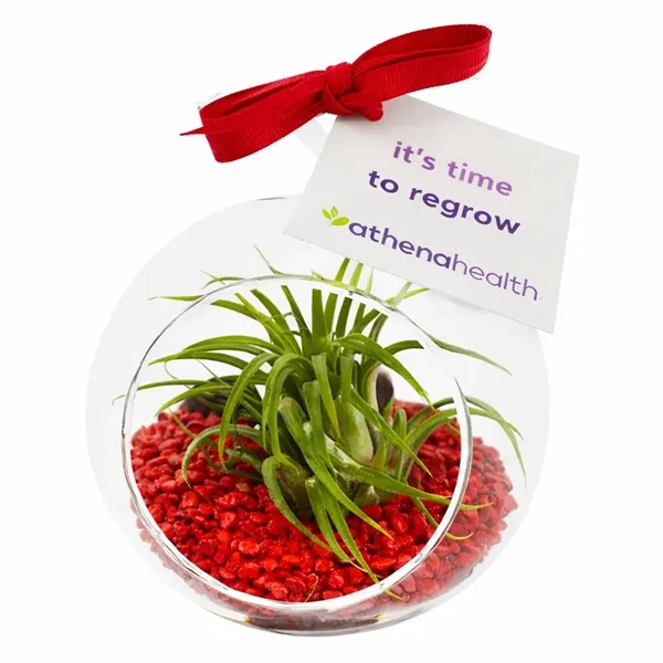 Air Plant Terrarium Kit with Red Pebble Rocks... from ASI 58295 Groline