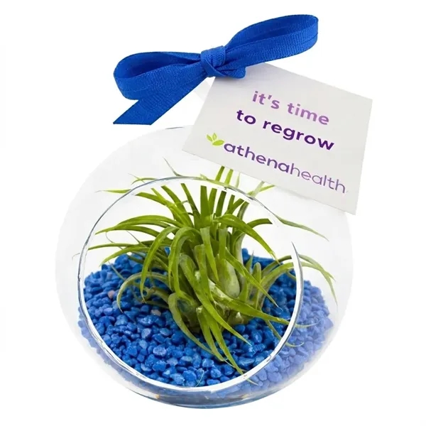 Air Plant Terrarium Kit with Pink Pebble Rocks... from ASI 58295 Groline