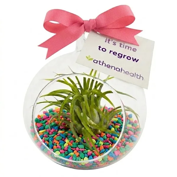 Air Plant Terrarium Kit with Neon Rainbow Pebble Rocks... from ASI 58295 Groline