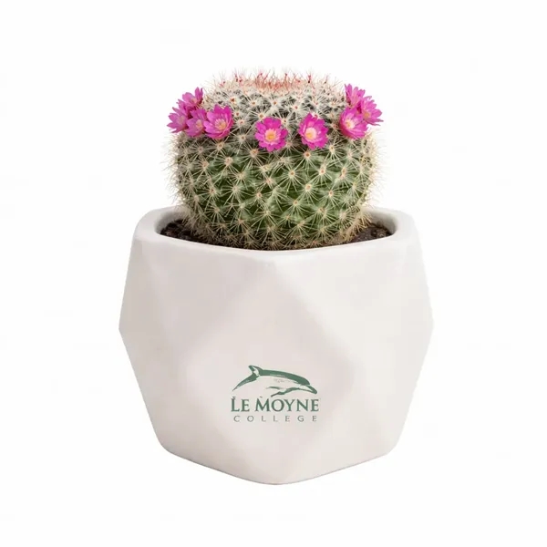 Assorted Cactus in White Ceramic Pot... from ASI 58295 Groline