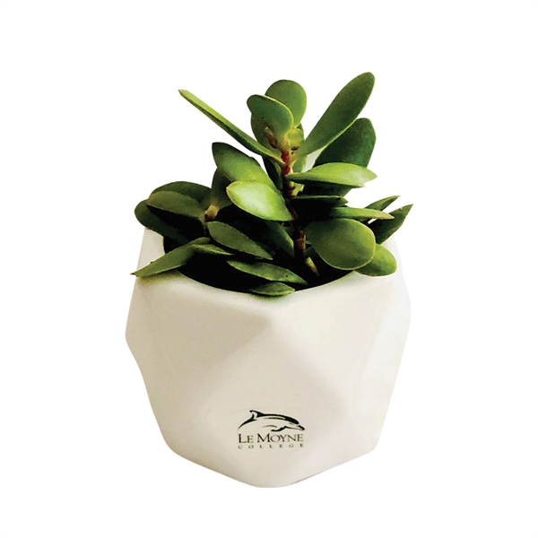 Assorted Succulents in White Ceramic Pot... from ASI 58295 Groline