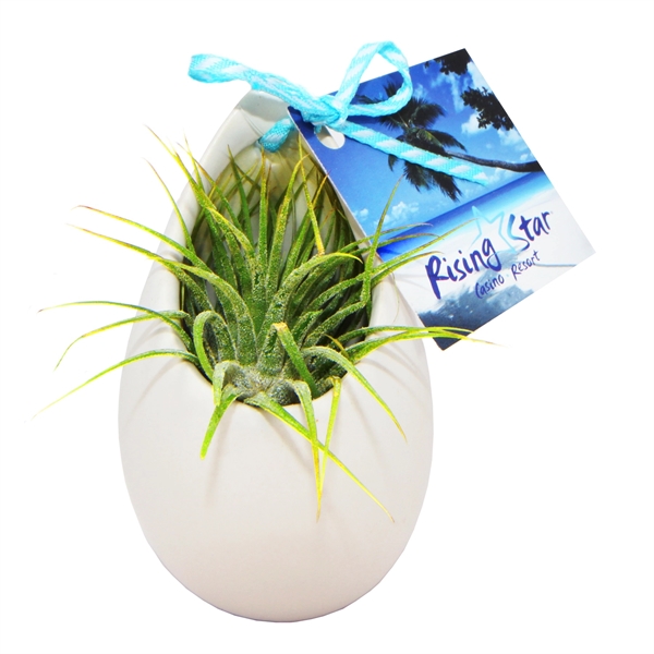 Air Plant in Hanging Ceramic Pot... from ASI 58295 Groline