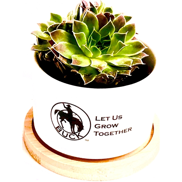 Assorted Succulents in White Ceramic Pot with Bamboo Tray... from ASI 58295 Groline