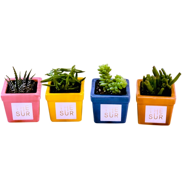 Assorted Succulents in Square Ceramic Pot... from ASI 58295 Groline