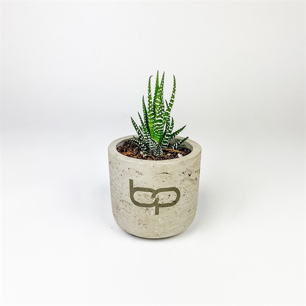 Hard-to-Kill Customizable Potted Plant Perfect for any Desk Space!... from ASI 49451 Desk Plants LLC