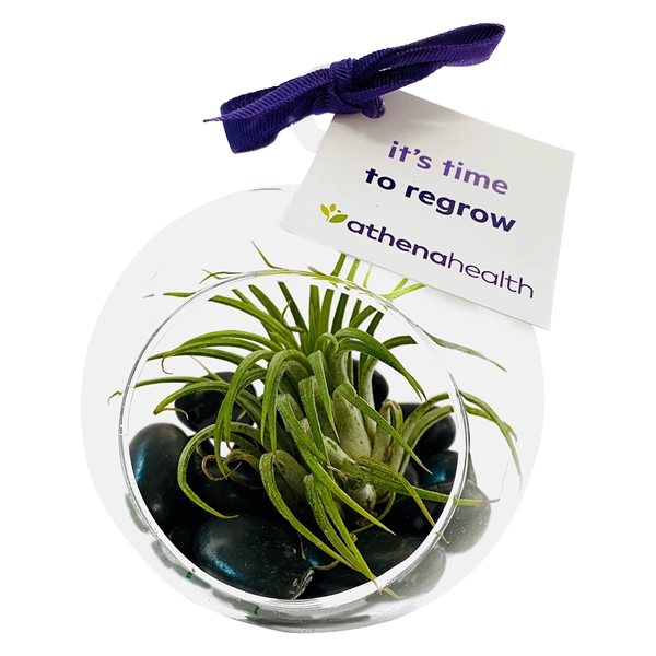 Air Plant Terrarium Kit with Polished Black Rocks... from ASI 58295 Groline