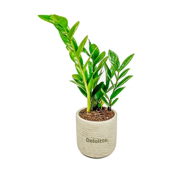 Large Hard-to-Kill Customizable Potted Plant Perfect for any Desk Space!... from ASI 49451 Desk Plants LLC