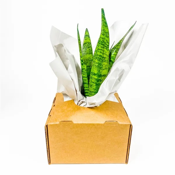 Large Hard-to-Kill Customizable Potted Plant Perfect for any Desk Space!... from ASI 49451 Desk Plants LLC