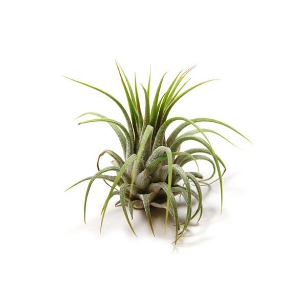 Ionantha Guatemala Air plant with Square ceramic jar holder and rocks,... from ASI 72657 Active Life Promo / Ingrain