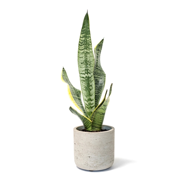 Large Hard-to-Kill Customizable Potted Plant Perfect for any Desk Space!... from ASI 49451 Desk Plants LLC