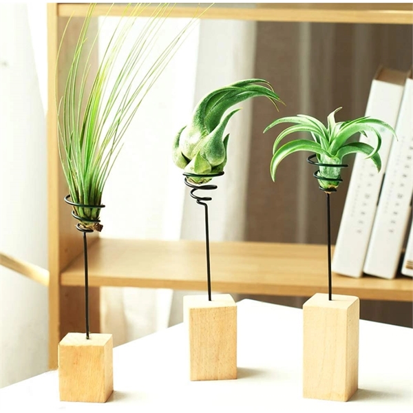 Air plant with Wood Stand Holder, comes with the srping wire... from ASI 72657 Active Life Promo / Ingrain