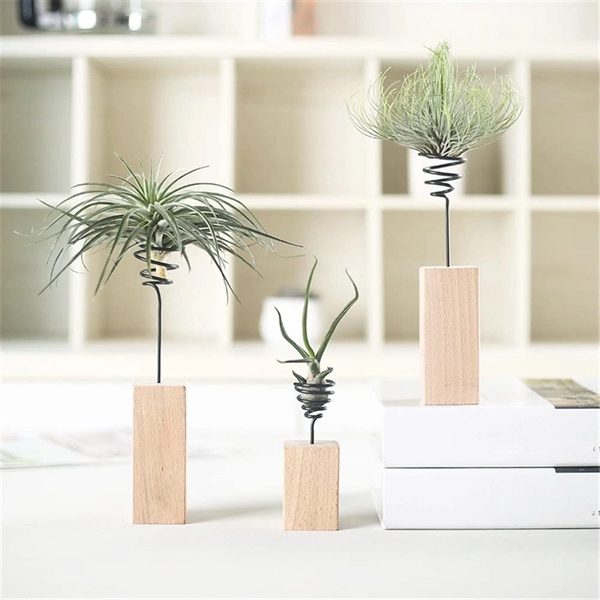 Air plant with Wood Stand Holder, comes with the srping wire... from ASI 72657 Active Life Promo / Ingrain