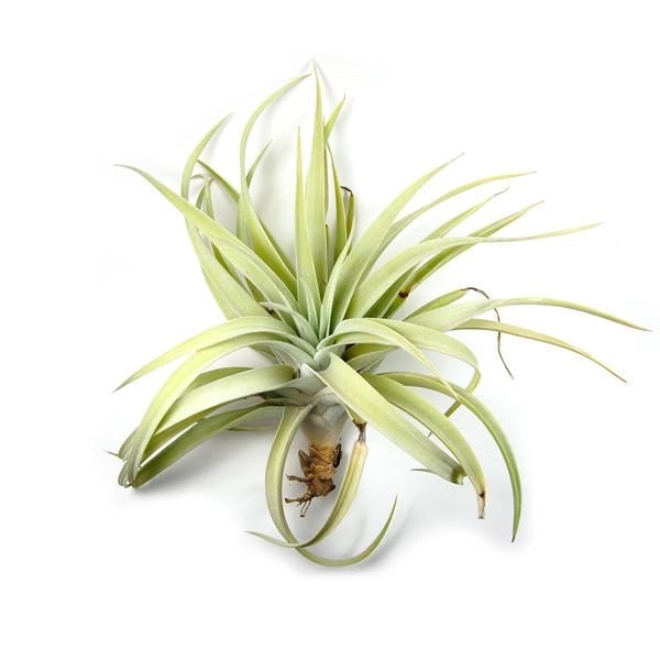 Classic White Ceramic Cube Container with Large Tillandsia Harrisii Air Plant... from ASI 72657 Active Life Promo / Ingrain