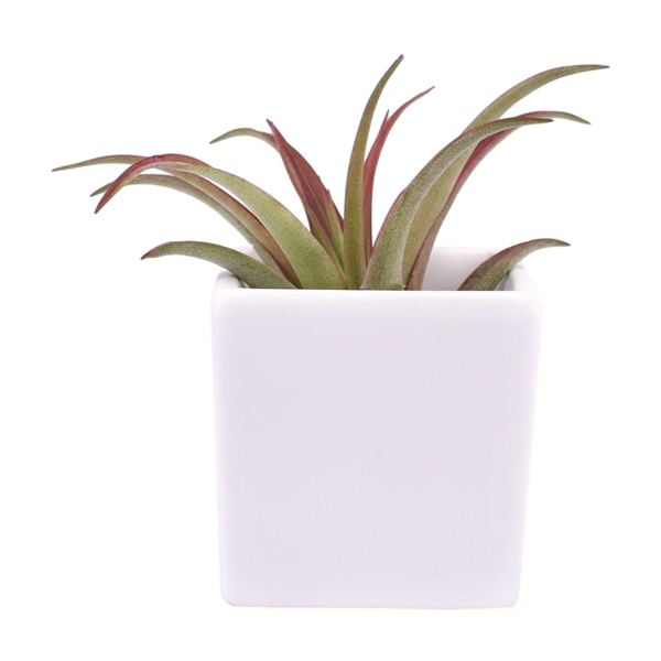 Classic White Ceramic Cube Container with Large Tillandsia Harrisii Air Plant... from ASI 72657 Active Life Promo / Ingrain