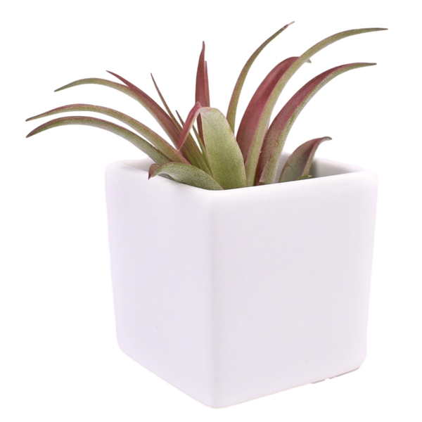 Classic White Ceramic Cube Container with Large Tillandsia Harrisii Air Plant... from ASI 72657 Active Life Promo / Ingrain