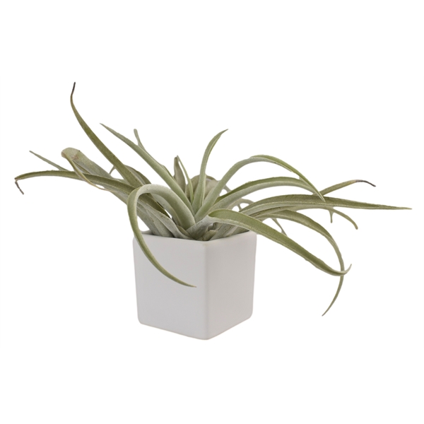 Classic White Ceramic Cube Container with Large Tillandsia Harrisii Air Plant... from ASI 72657 Active Life Promo / Ingrain