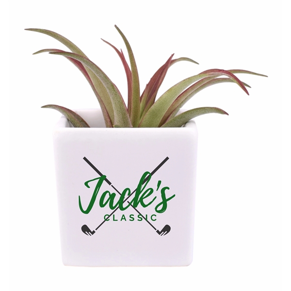 Classic White Ceramic Cube Container with Large Tillandsia Harrisii Air Plant... from ASI 72657 Active Life Promo / Ingrain