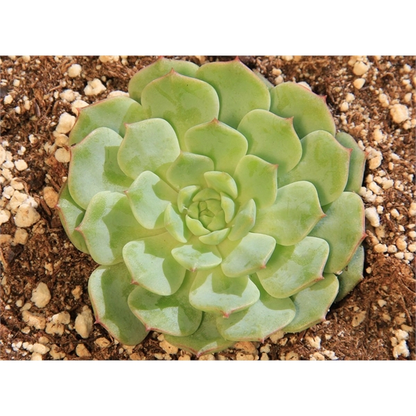 Appreciation Gift kit - Live Succulent plant with Ceramic Pot... from ASI 72657 Active Life Promo / Ingrain