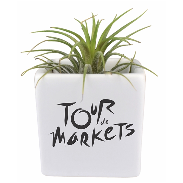 Ionantha Guatemala Air plant with Square ceramic jar holder and rocks,... from ASI 72657 Active Life Promo / Ingrain