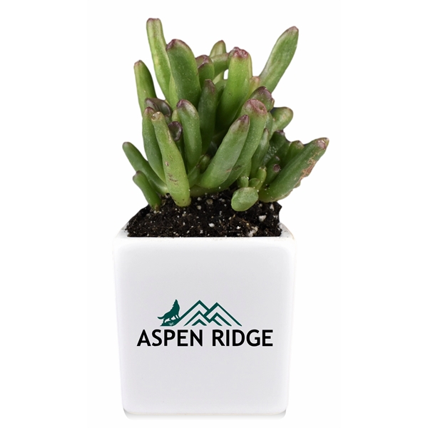 Appreciation Gift kit - Live Succulent plant with Ceramic Pot... from ASI 72657 Active Life Promo / Ingrain