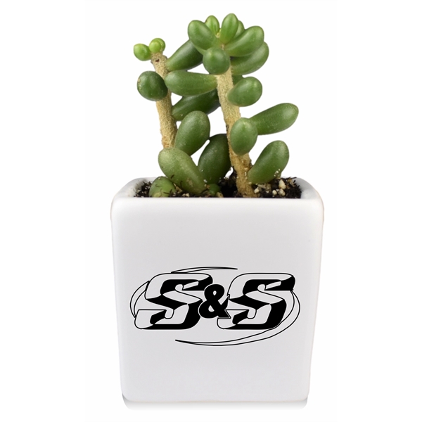 Appreciation Gift kit - Live Succulent plant with Ceramic Pot... from ASI 72657 Active Life Promo / Ingrain