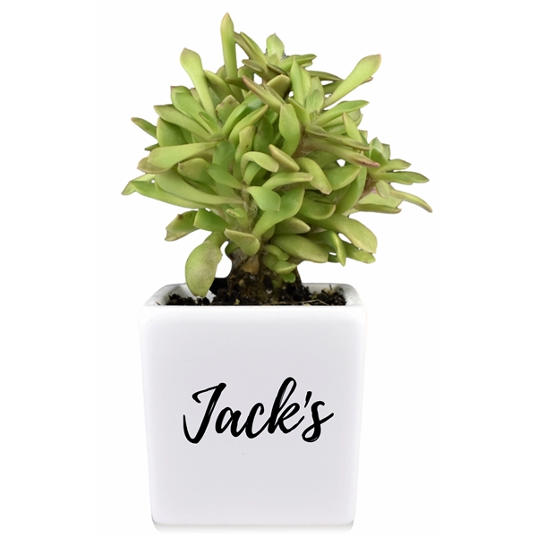 Appreciation Gift kit - Live Succulent plant with Ceramic Pot... from ASI 72657 Active Life Promo / Ingrain