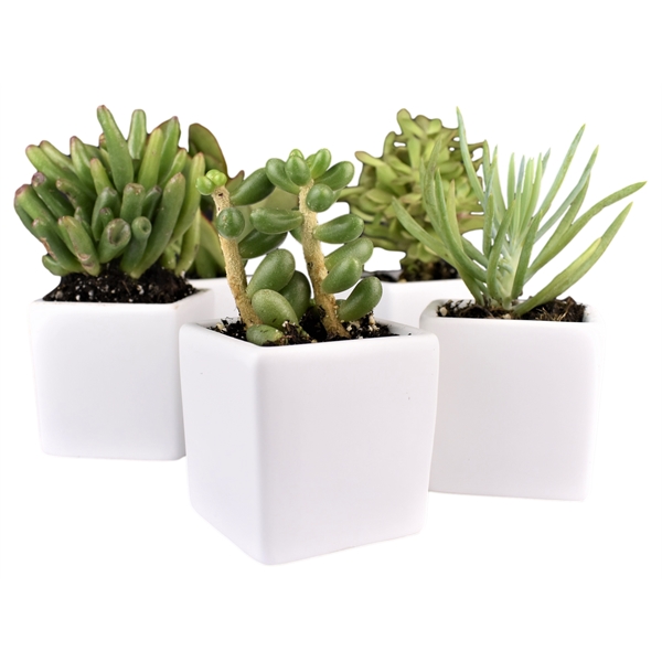 Appreciation Gift kit - Live Succulent plant with Ceramic Pot... from ASI 72657 Active Life Promo / Ingrain