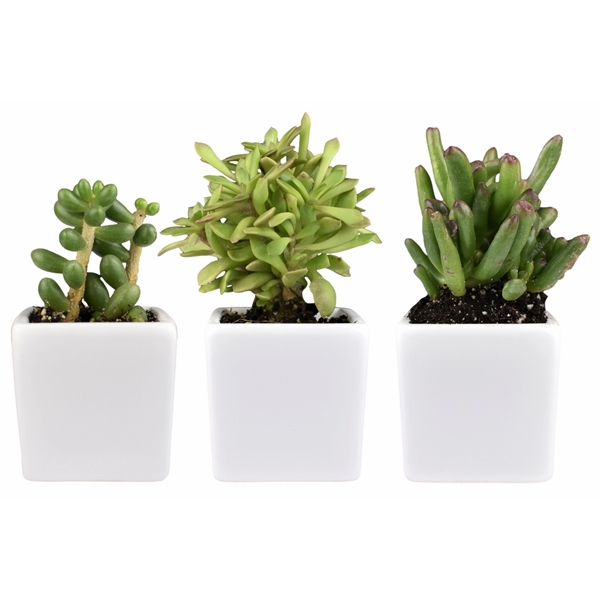Appreciation Gift kit - Live Succulent plant with Ceramic Pot... from ASI 72657 Active Life Promo / Ingrain