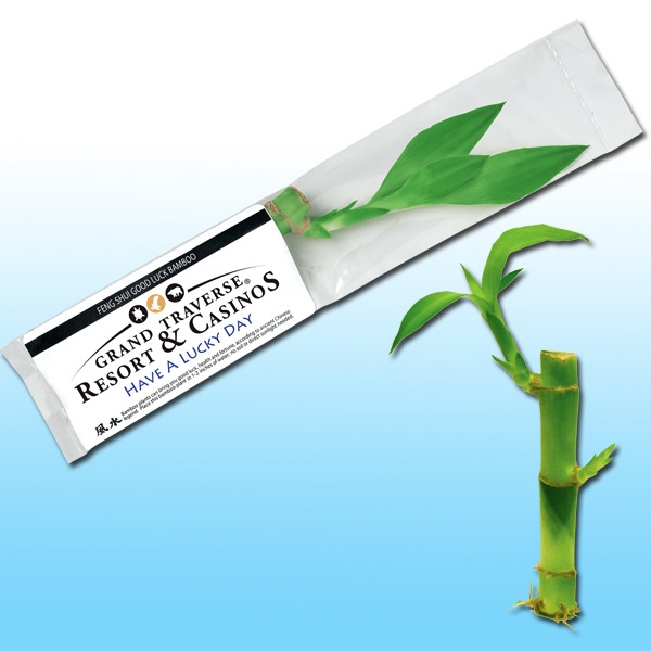 Better value 5" live good luck (Feng Shui) bamboo plant.... from ASI 58295 Groline