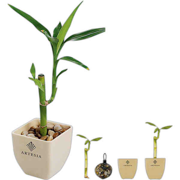 EcoSmart - Bamboo single shoot pot set.... from ASI 66887 PCNA