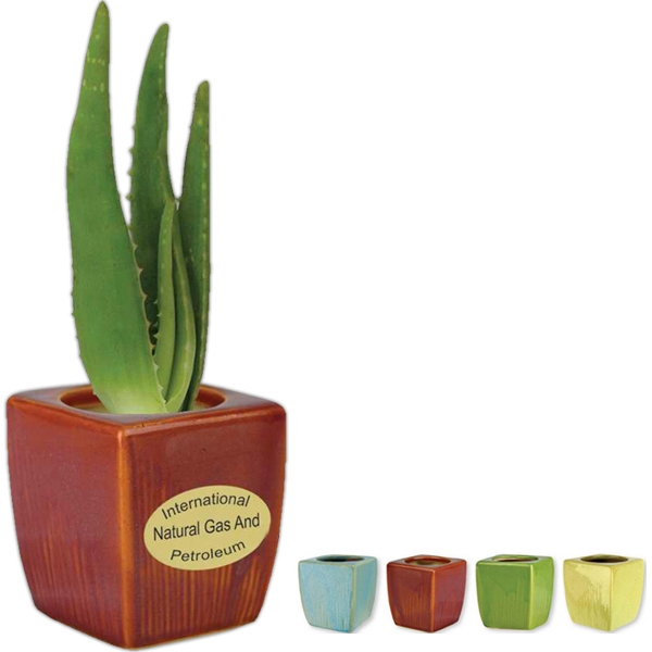 Healing aloe vera in assorted ceramic vases.... from ASI 58295 Groline / Groline