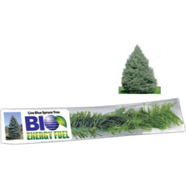 Blue Spruce- Grows 150' Tall - Lasts 200+ yrs. - Any... from ASI 58295 Groline / Groline