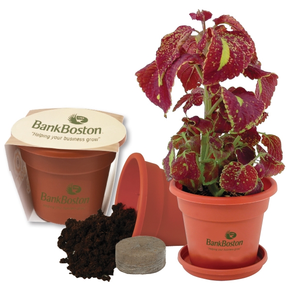 Blossom kit. 1 seed packet.... from ASI 62190 Illini / Illini