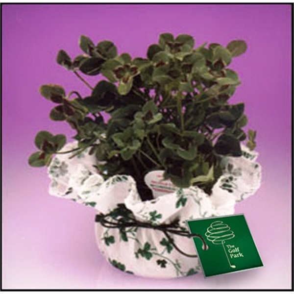 Shamrock Plant in Mini Planter... from ASI 58295 Groline / Groline