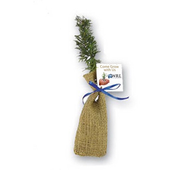 Colorado Blue Spruce Tree Seedling in Jute  Burlap Pouch... from ASI 58295 Groline / Groline